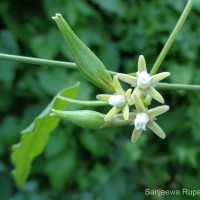 Cynanchum tunicatum (Retz.) Alston